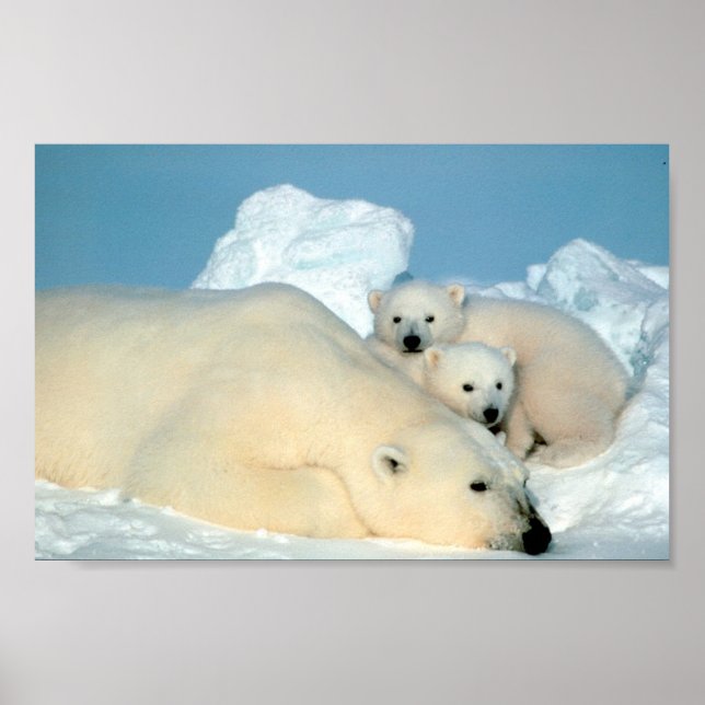 Poster Famille d'ours polaires (Devant)