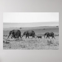 FAMILLE ÉLÉPHANTE NOIR ET BLANC