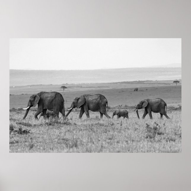 POSTER FAMILLE ÉLÉPHANTE NOIR ET BLANC (Devant)