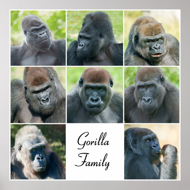 Poster Famille Gorilla (Devant)