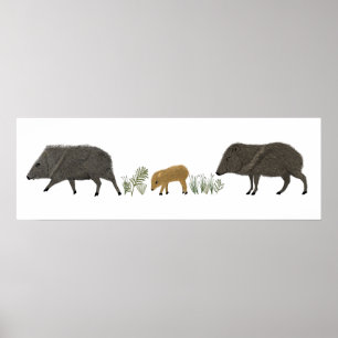 Poster Famille Javelina Portrait Animaux du désert