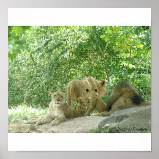 Poster Famille Lions