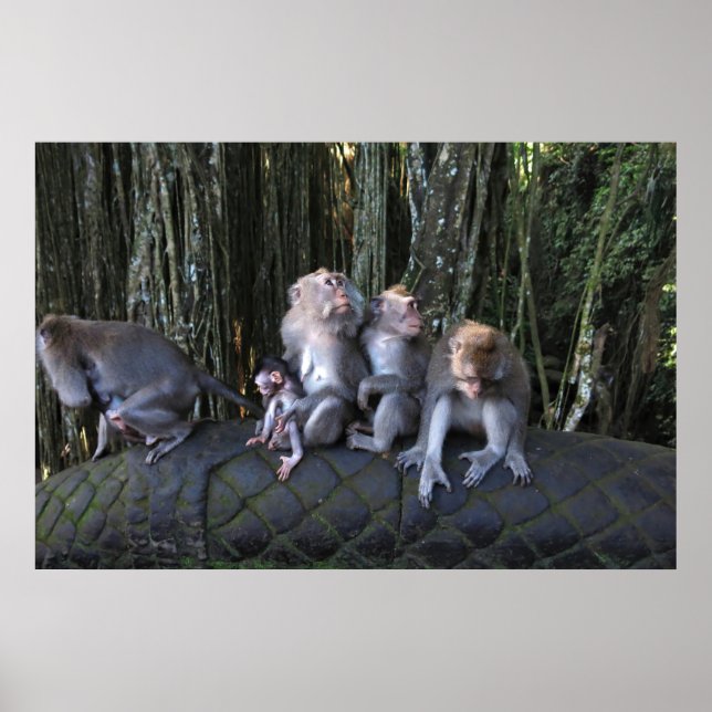 Poster Famille Macaque (Devant)