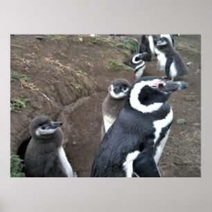Poster Famille Penguin