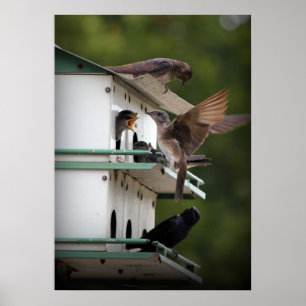 Poster Famille Purple Martin