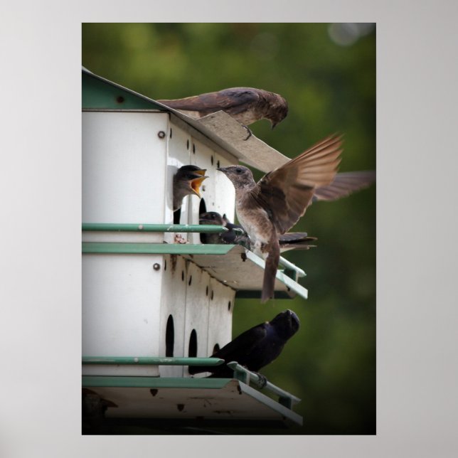 Poster Famille Purple Martin (Devant)