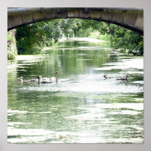 Poster Famille Swan Sur Rivière