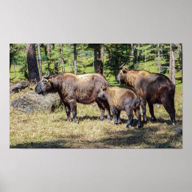 Poster Famille Takin, animal national du Bhoutan, Asie (Devant)