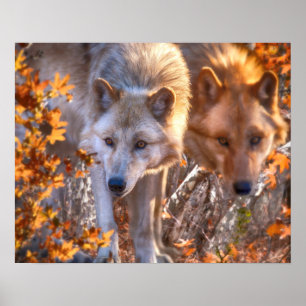 Poster FAMILLE Wolf AUTOMNE