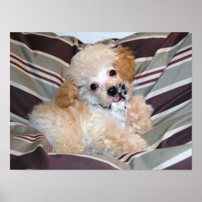 Poster Fancy Apricot Poodle Puppy.. parler (Devant)