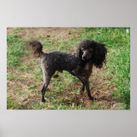 Fancy Black Toy Poodle Boy