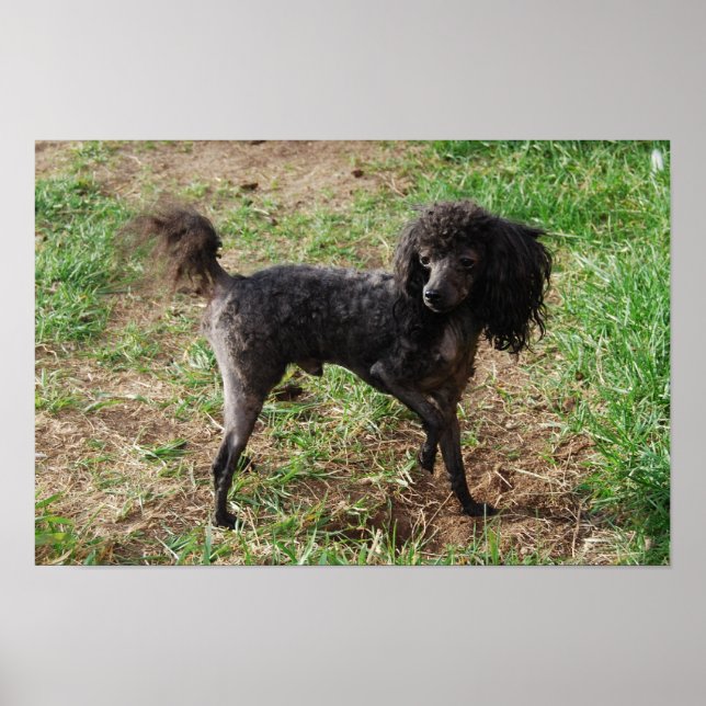 Poster Fancy Black Toy Poodle Boy (Devant)