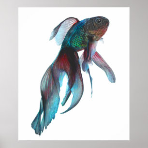 Poster Fancy Goldfish