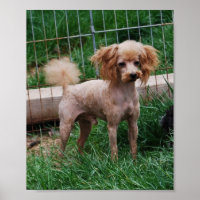 Fancy Red Apricot Jouet garçon de caniche