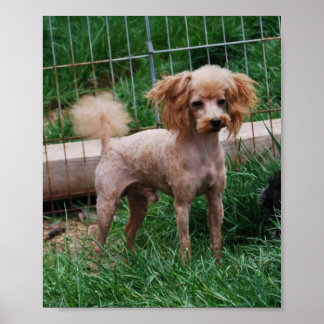 Poster Fancy Red Apricot Jouet garçon de caniche