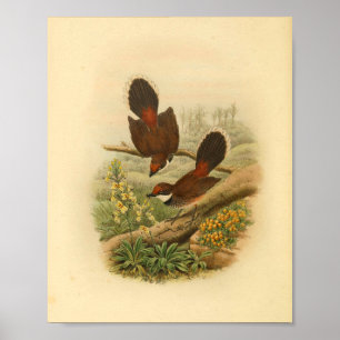 Poster Fantail Flycatcher Bird Imprimer Vintage