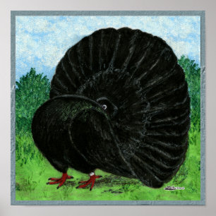 Poster Fantail Pigeon Black