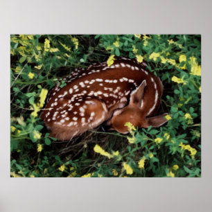 Poster Faon de sommeil