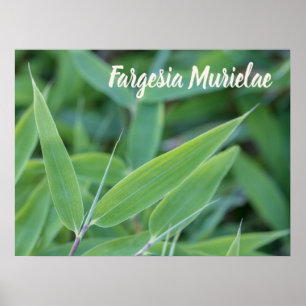 Poster Fargesia murielae Bamboo plante pour jardiniers ca