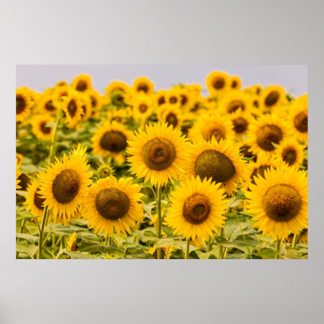 Poster Farms | A Sunflower (Devant)
