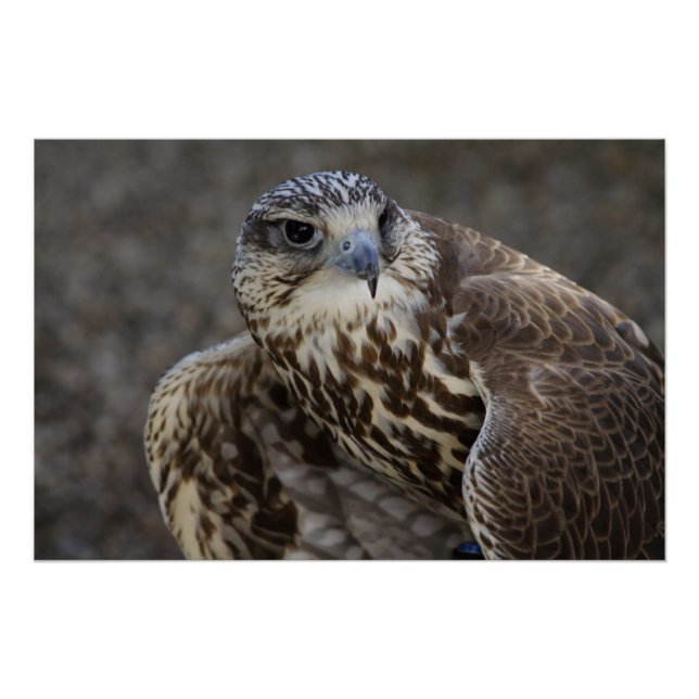 Poster Faucon (Devant)