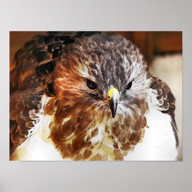 POSTER FAUCON (Devant)