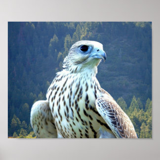 Poster Faucon blanc