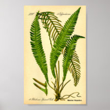 Faucon des cerfs (épicant de Blechnum)