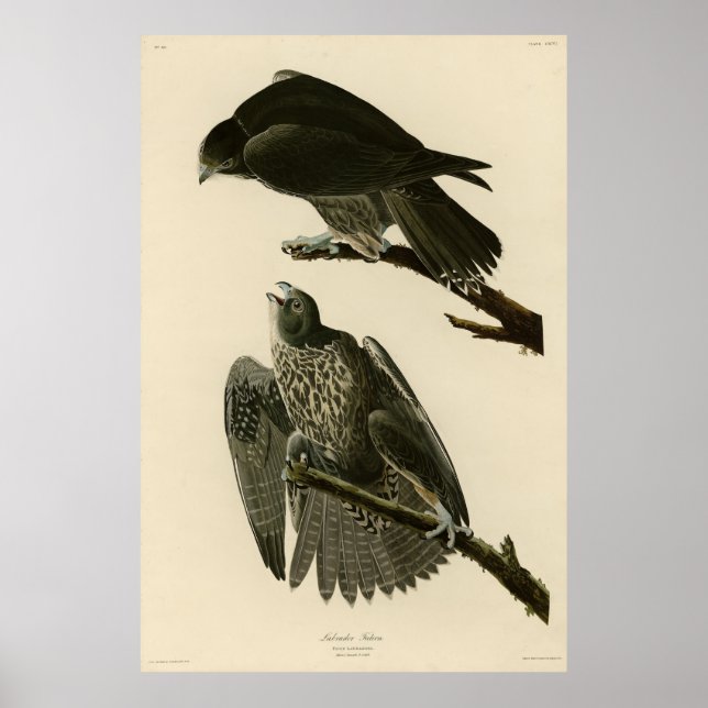 Poster Faucon du Labrador des oiseaux d'Amérique d'Audubo (Devant)