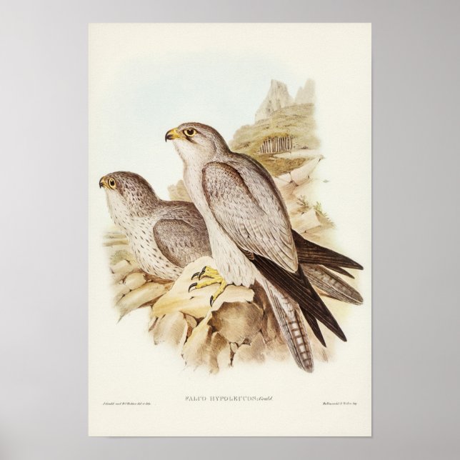 Poster Faucon gris par Elizabeth Gould (Devant)