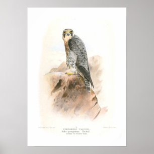 Poster Faucon pèlerin