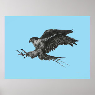 Poster Faucon pèlerin dessin sur toile
