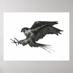 Poster Faucon pèlerin encre et plume noir et blanc