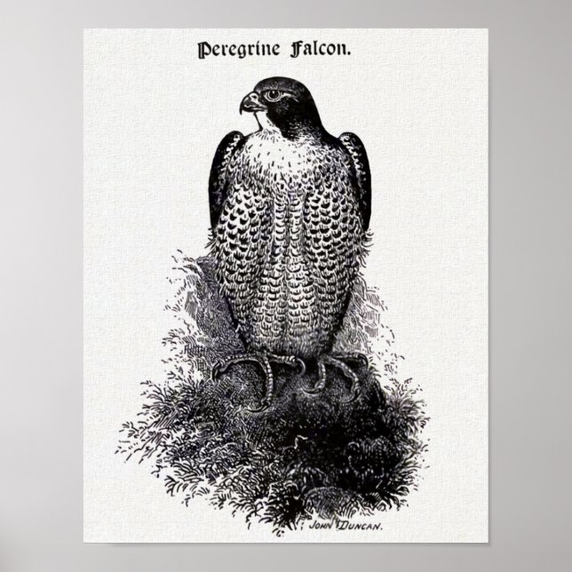 Poster Faucon pèlerin Illustration Vintage d'oiseaux (Devant)