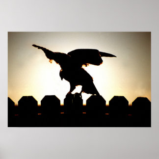 Poster Faucon sur clôture