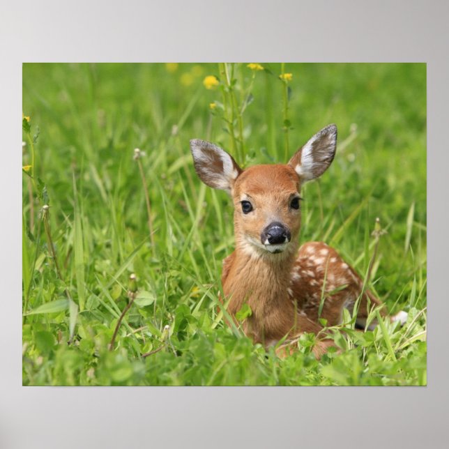 Poster Faune (Devant)