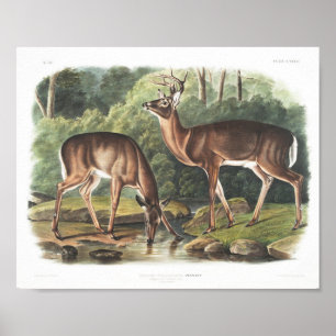 Poster Faune américaine de cerfs de Virginie ou de commu