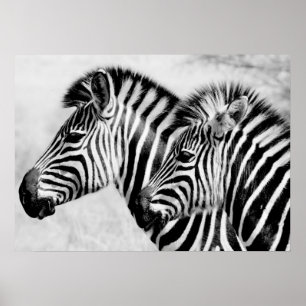 Poster Faune d'animaux de zèbres noire et blanche