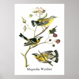 Poster Fauvette de magnolia, John Audubon