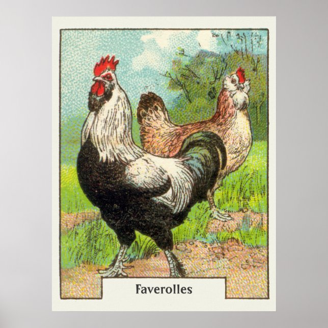 Poster Faverolles vintages Poulet (Devant)