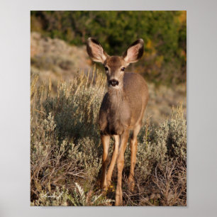 Poster Fawn in the Wild Canvas Print