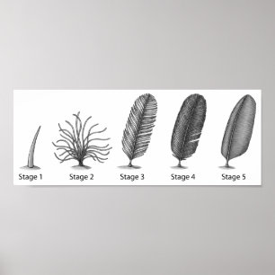 Poster Feather Evolution Print