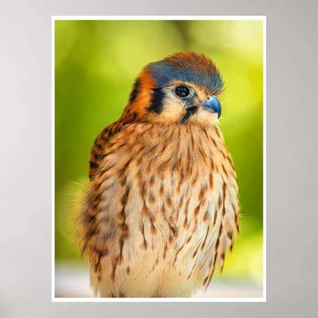 Poster Feathered Ember: The Watchful Kestrel (Devant)