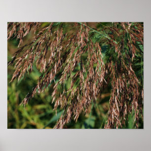 Poster Feathery Dried Grasses Close Up Nature