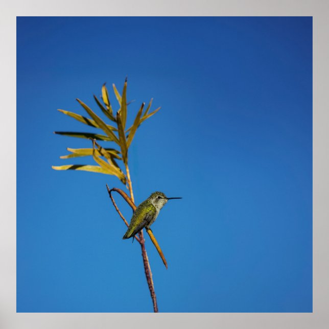 Poster Female Hummingbird  (Devant)