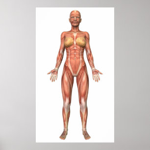 Poster Female Muscular System, Front View