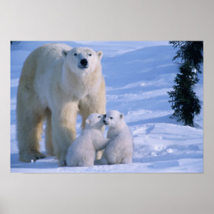 Poster Female Polar Bear Standing with 2 Cubs at her