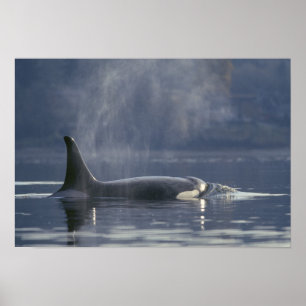 Poster femelle adulte Orca Whale Orcinus Orca), Puget