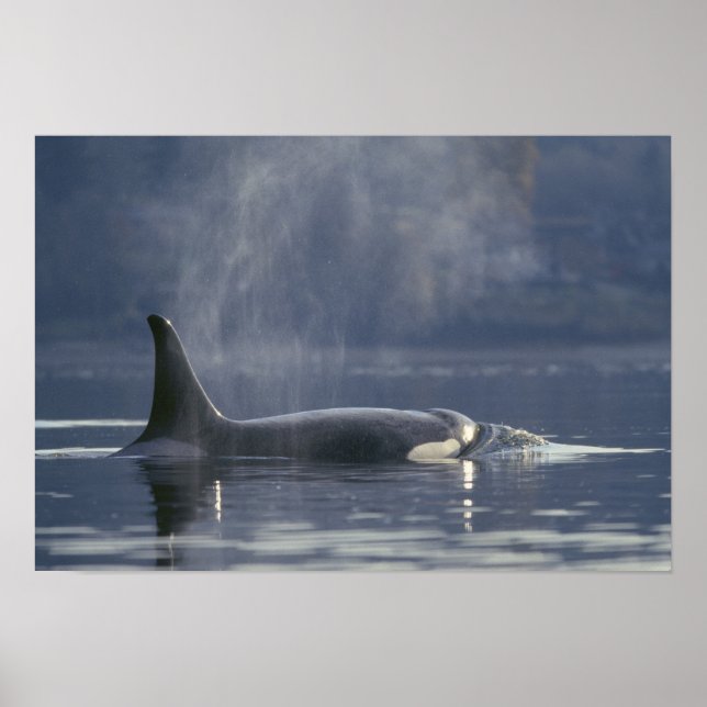 Poster femelle adulte Orca Whale Orcinus Orca), Puget (Devant)