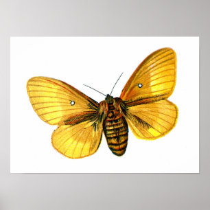 Poster femelle de Bombyx quercus